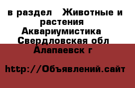  в раздел : Животные и растения » Аквариумистика . Свердловская обл.,Алапаевск г.